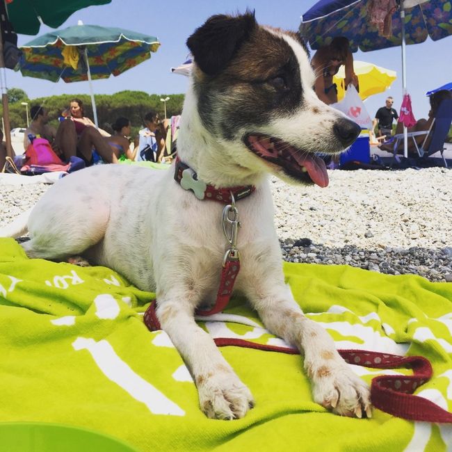 I nostri amici a 4 zampe - 1