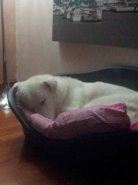 Le foto dei vostri animali - 2