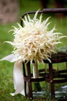 Astilbe Japonica