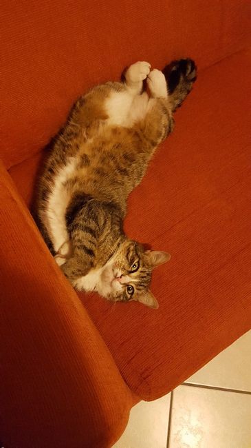 Convivenze pelose!🐶🐱🐹🐰 - 1