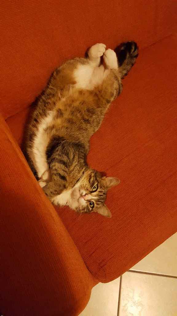 Convivenze pelose!🐶🐱🐹🐰 - 1
