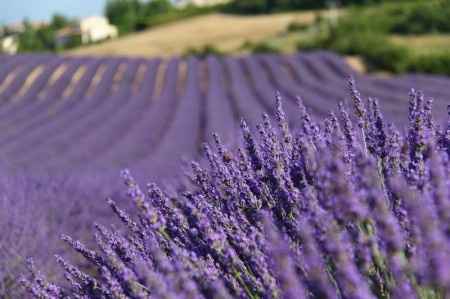 Provenza... Qualcuno c'è stato? - 1