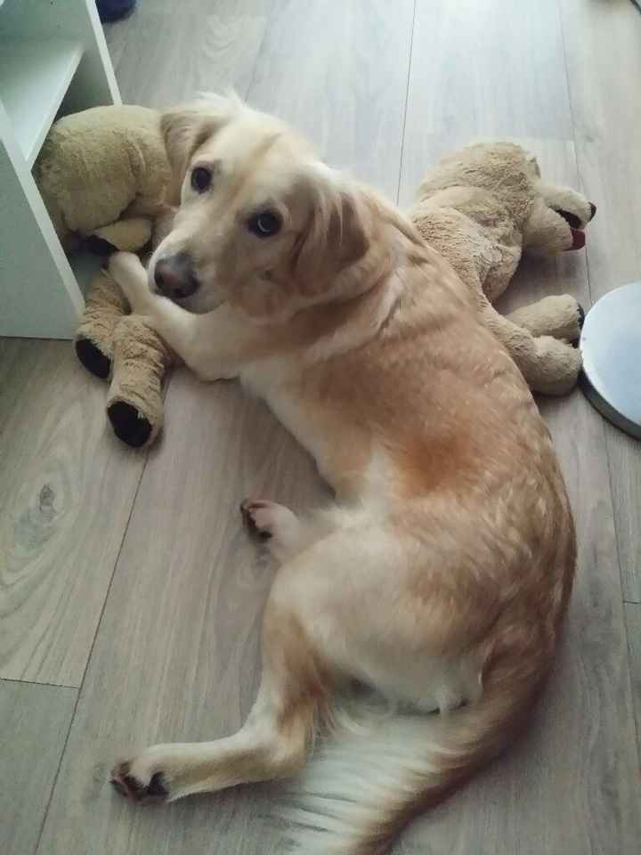 Tema matrimonio: cani...mi date un parere?? - 1