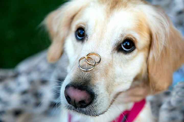 Bau al matrimonio! - 1