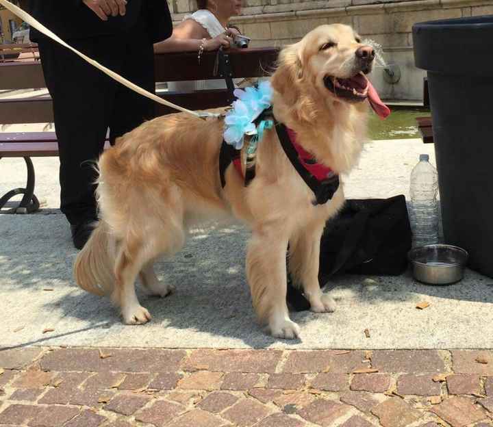 Amici a 4 zampe si o no?!! - 3