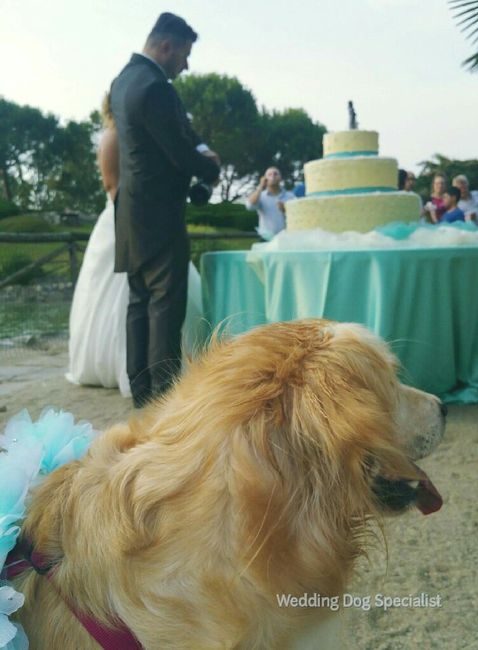 Amici a 4 zampe si o no?!! - 2