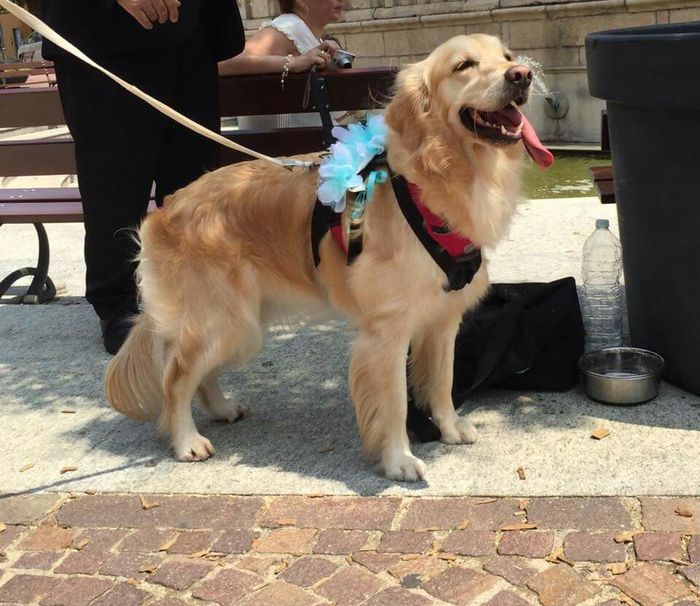 Amici a 4 zampe si o no?!! - 3