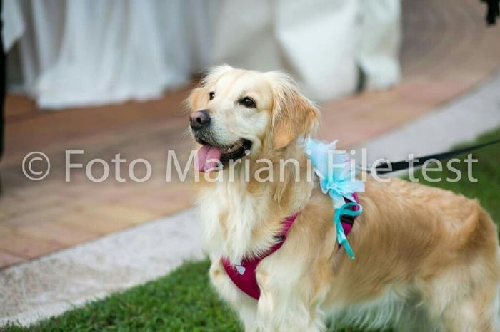 Amici a 4 zampe si o no?!! - 4