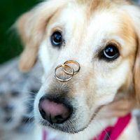 Bau al matrimonio! - 1