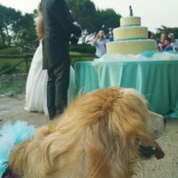 Amici a 4 zampe si o no?!! - 2