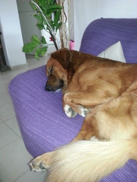 Le foto dei vostri animali - 2