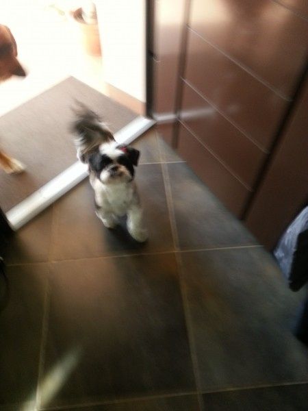 Vi presento la nostra cucciola!!!! - 2