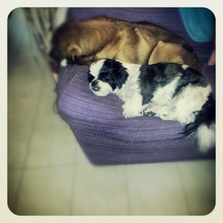 Oggi vi presento i nostri "mimmi" :) - 3