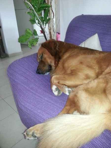 Le foto dei vostri animali - 2