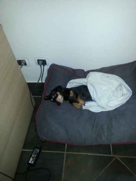 Le foto dei vostri animali - 1