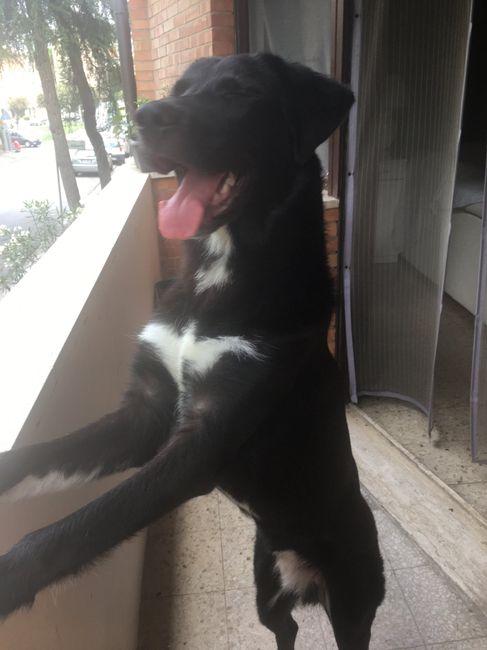 Amici a 4 zampe! - 1