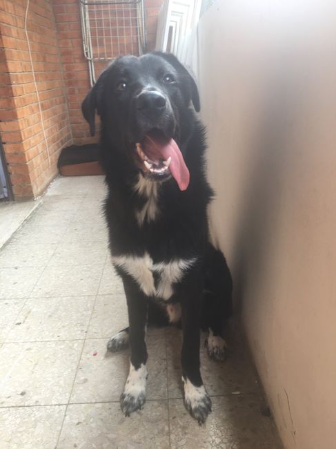 Amici a 4 zampe! - 2