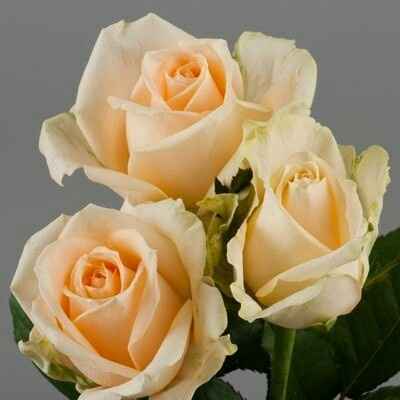 Ragazze aiuto fiori guardate - 3