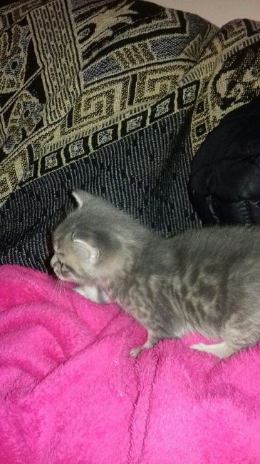 Convivenze pelose!🐶🐱🐹🐰 - 1