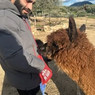 Ludovico