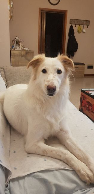 Amici a quattro zampe al matrimonio 17