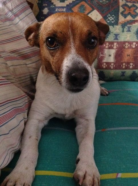 Too cute: i vostri amici animali - 1