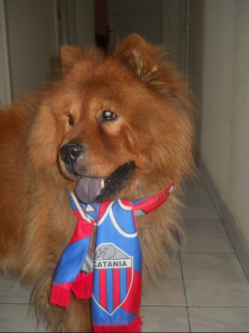 Il mio amico a 4 zampe