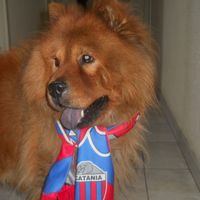Il mio amico a 4 zampe