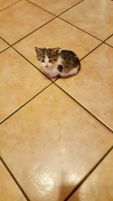 Vi presento nina! - 1