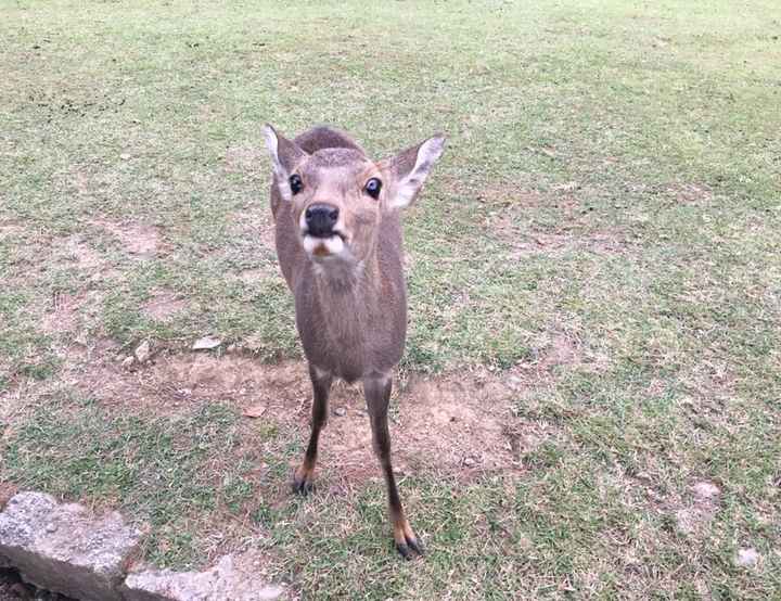 Giappone nel cuore! appena tornata dalla luna di miele! - 3