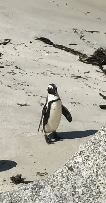  Viaggio capetown-victoria falls-botswana-dubai - 3