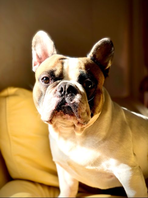 Wedding dog sitter: follow or unfollow? - 1