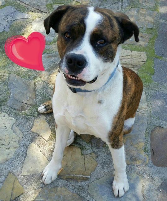 Chi come me ha un animale domestico che farà parte del  matrimonio? - 1