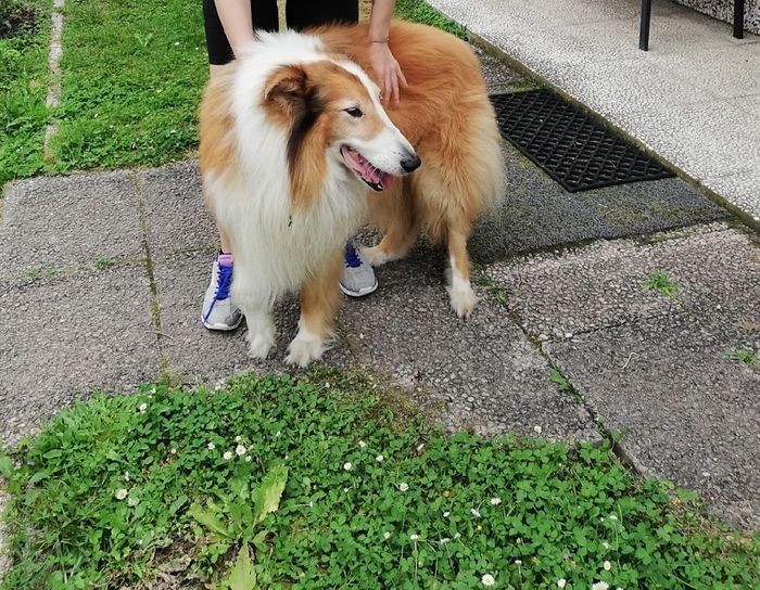 i nostri amici pelosi nel giorno delle nozze ❤️😍🐺🐱 21