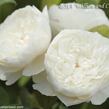 Prezzo bouquet rose inglesi - 1