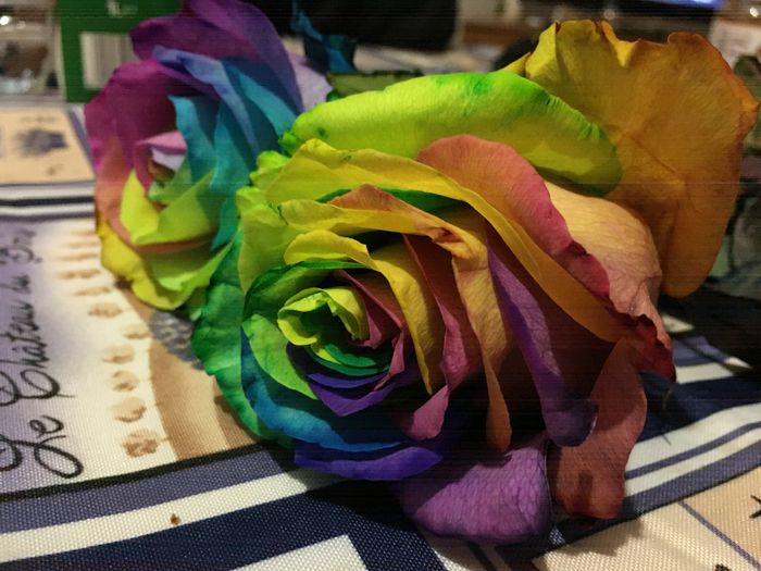 Rose arcobaleno - 2