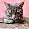 Fulvio