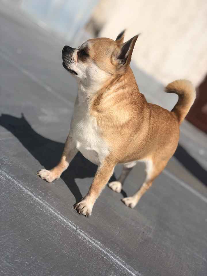 Collaboratori pelosi ❤️ - 1