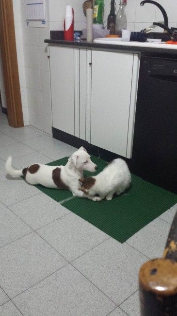 Too cute: i vostri amici animali - 1