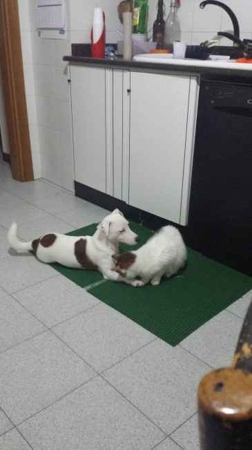 Too cute: i vostri amici animali - 1