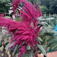 Decorazioni floreali: taglia S, M o L? - 1