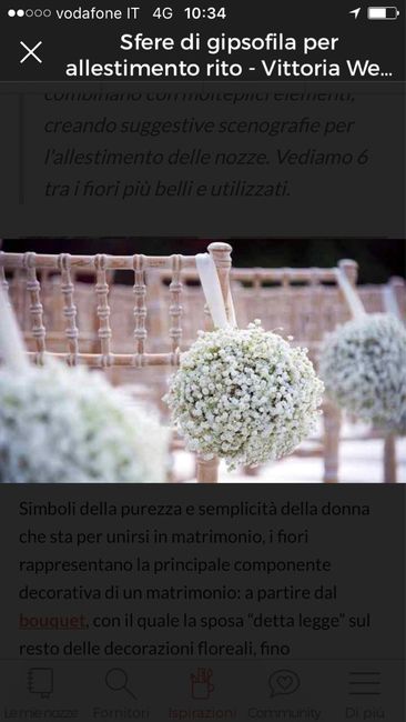 Gypsophila... brutta? - 1