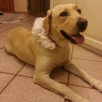 Cosa ne pensate del mio matrimonio? ?? - 4