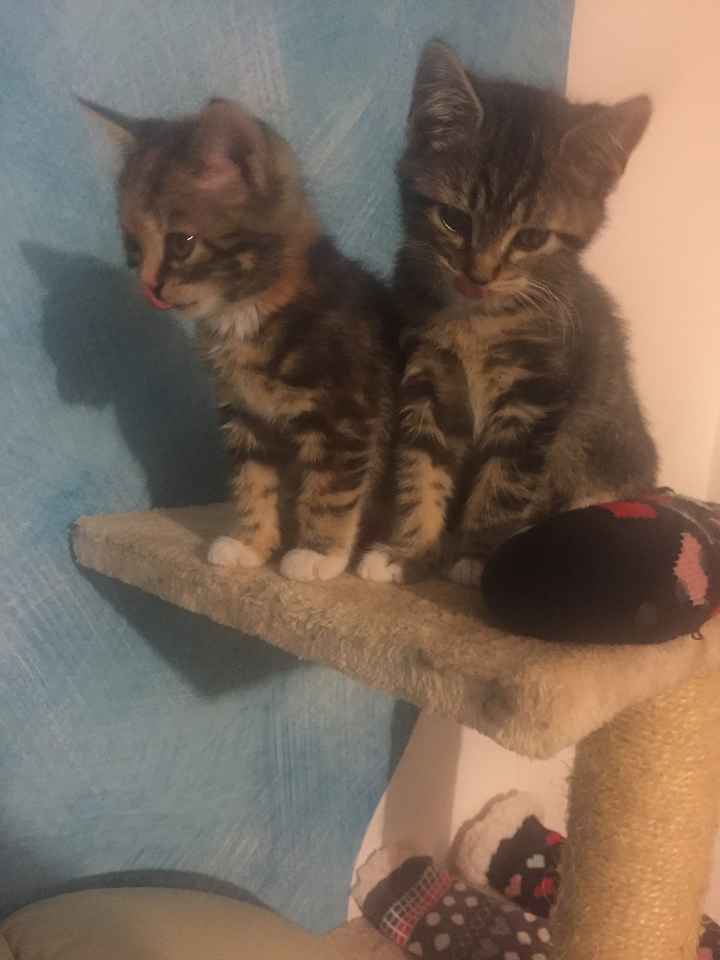  Cucciolo in famiglia - 1