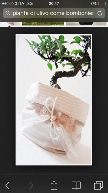 Bonsai cm bomboniera