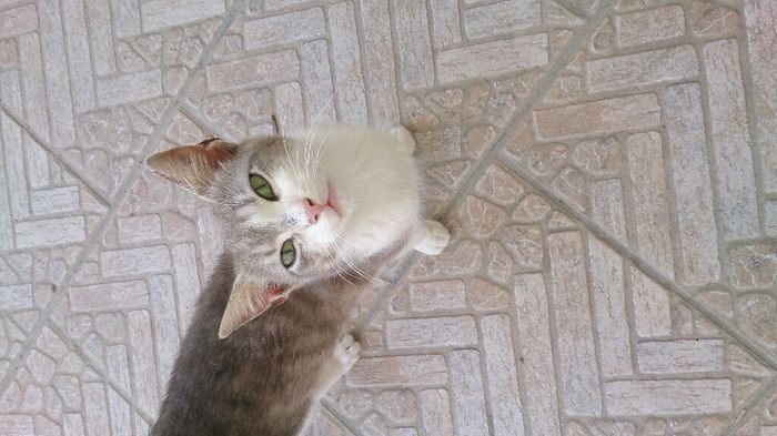 Animaletti in casa - 1