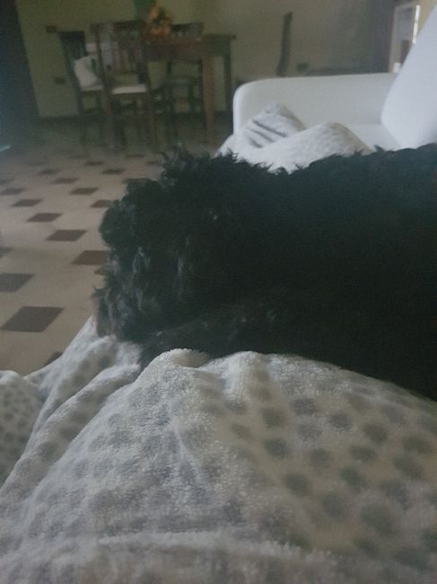  Pancine e pelosi - 1