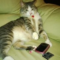 ma questo telefono e gia anticoooo oooo :)