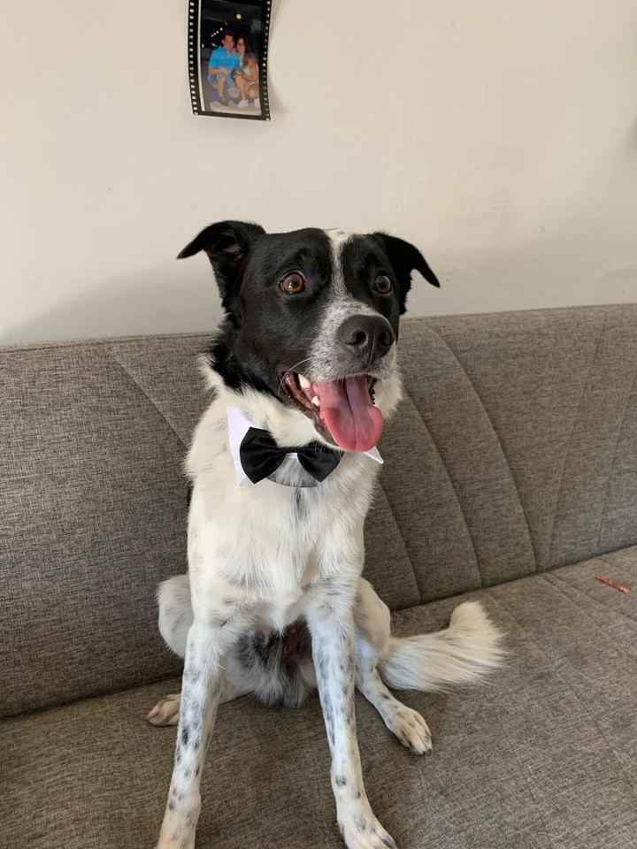 Il mio amico a 4 zampe ha ritirato il suo abito - 1