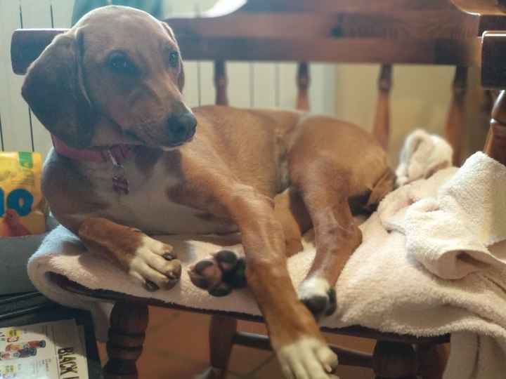 Collare di fiori per invitato a 4 zampe 🐾 🐾 - 1